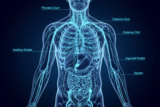 Light with black background, light is light blue, black is dark blue: lymphatic system in the body